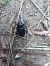 Lucanus cervus © Tiziano Fiorenza (FVG)
