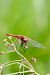 Sympetrum fonscolombei © Andrea Galimberti