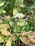 Goodyera repens (Goodyère rampante) © Florent de Gasperis
