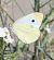 Pieris rapae © Andrea Verdelli