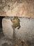 Rospo comune (Bufo bufo) © Mirko Enea