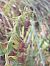 Epipactis placentina  - Bernard Sonnerat