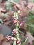 Epipactis placentina  - Bernard Sonnerat