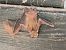 Ratapinyada nana (Pipistrellus pygmaeus) © Carles Durà i Franch