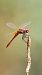 Sympetrum fonscolombei © Andrea Galimberti