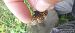Melitaea athalia  - Luca Borghesio