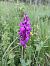 Dactylorhiza indet. group. maculata  - Dolors Rodriguez
