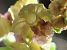 Epipactis atrorubens (Épipactis pourpre noirâtre) © auteur non diffusé