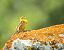 Zigolo giallo (Emberiza citrinella) © Steven Hueting