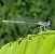 Platycnemis pennipes © Andrea Verdelli