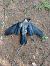 Cornacchia grigia (Corvus cornix) © Alessandro Montemagno