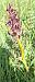 Dactylorhiza majalis (Orchis de mai) © auteur non diffusé