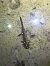 Salamandra pezzata  - Mirko Enea