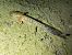 Salamandra pezzata (Salamandra salamandra) © Mirko Enea