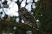 Allocco (Strix aluco) © Valentin Graf