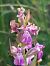 Dactylorhiza parvimajalis  - Bernard Sonnerat