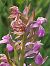Dactylorhiza parvimajalis  - Bernard Sonnerat