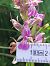 Dactylorhiza parvimajalis  - Bernard Sonnerat