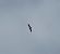 Egyptian Vulture (Neophron percnopterus) © Josep Palet