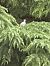 Colombaccio (Columba palumbus) © Antonio Mazzone