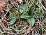 Goodyera repens  - Florent de Gasperis