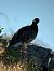 Rock Ptarmigan  - Othmar Binder