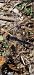 Selysiothemis nigra  - Ivan Chiandetti