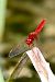Crocothemis erythraea © Andrea Galimberti