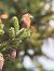 Red Crossbill  - Othmar Binder