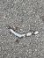Luscengola comune (Chalcides chalcides) © Antonio Mazzone