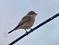 Red-backed Shrike (Lanius collurio) © Ramon Prat Espelt