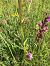 Dactylorhiza majalis (Orchis de mai) © Olivier Boivineau
