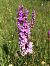 Dactylorhiza majalis  - Olivier Boivineau