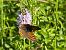 Lycaena phlaeas © Maria Rita Gelso