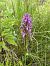 Dactylorhiza praetermissa (Orchis négligé) © Arthur Léonard
