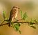 Red-backed Shrike (Lanius collurio) © Ramon Prat Espelt
