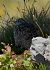 Rock Ptarmigan  - Othmar Binder