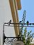 Rondine (Hirundo rustica) © Antonio Mazzone
