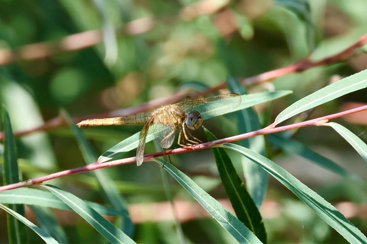 Crocothemis erythraea  - Andrea Galimberti
