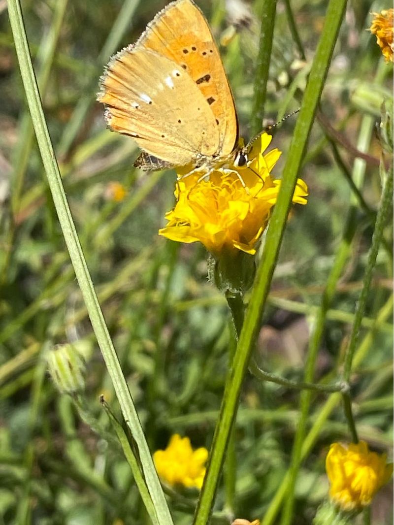 Lycaena virgaureae  - Maria Rita Gelso