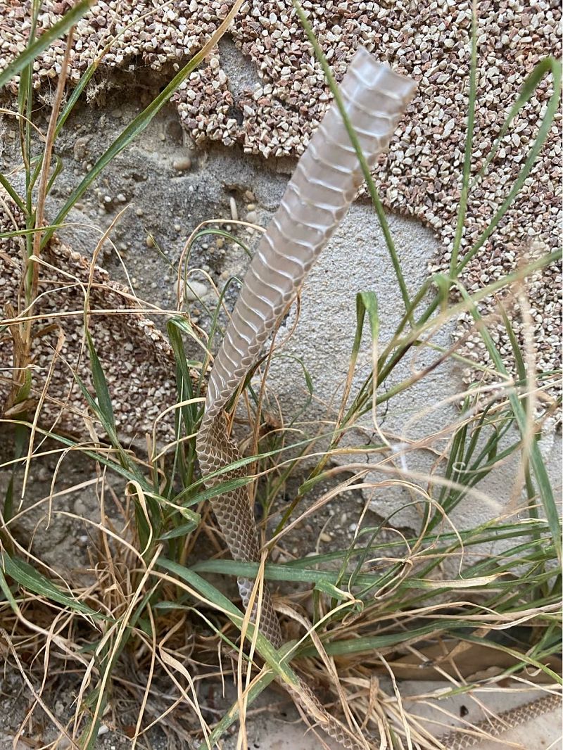 Colubroidea sp.  - Maria Rita Gelso