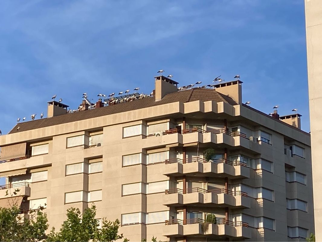 Cigonya blanca  - Marta PuigdomÈnech