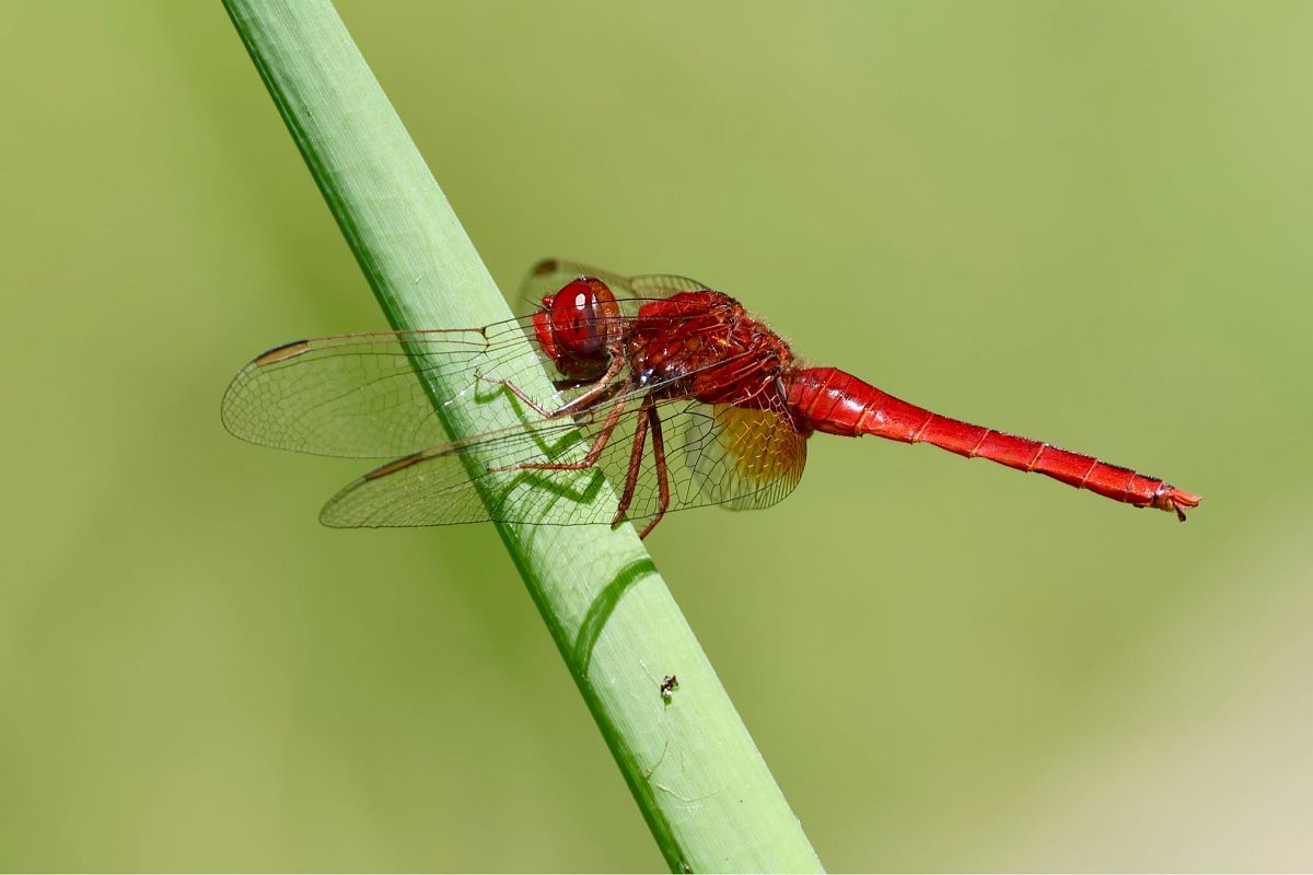 Crocothemis erythraea  - Andrea Galimberti
