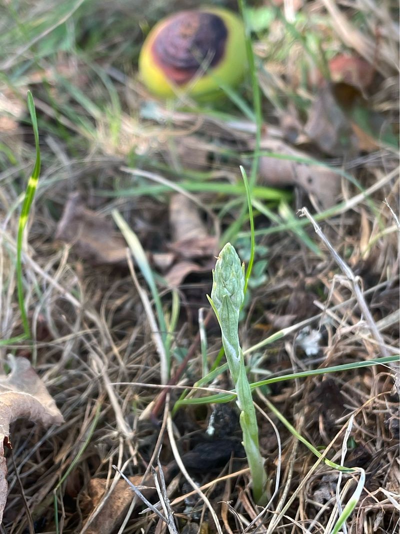 Spiranthes spiralis  - Olivier Guillemet