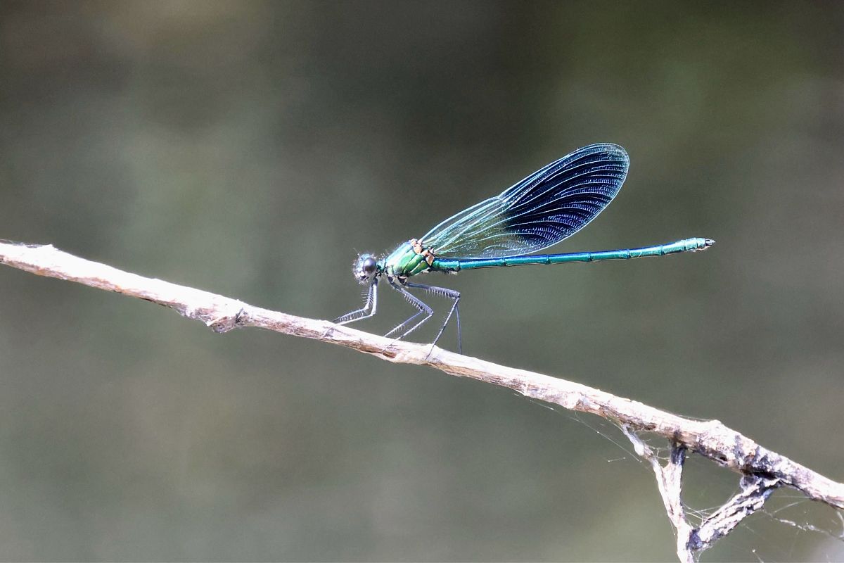 Calopteryx xanthostoma  - Andrea Galimberti