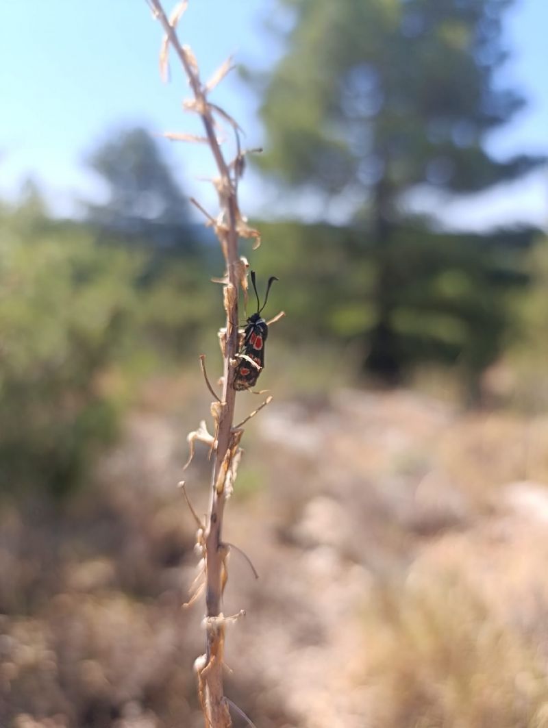 Zygaena occitanica  - Llorenç Sabaté