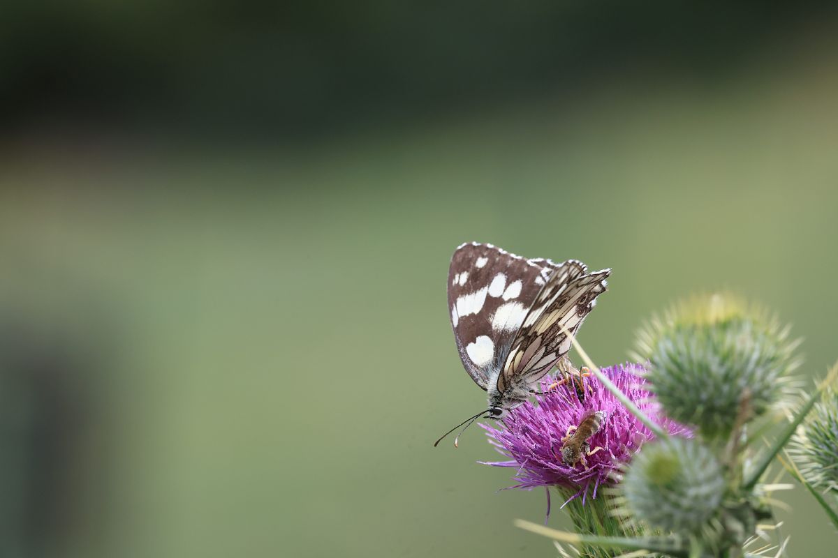 Melanargia galathea  - Luca Mezzomo