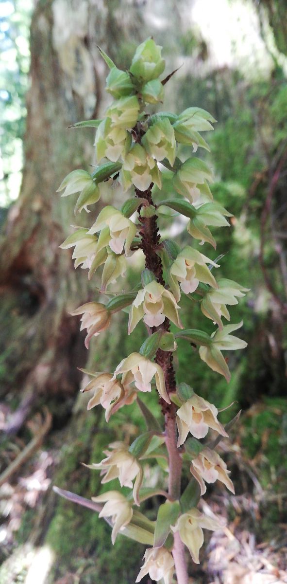 Epipactis purpurata  - Laurent Fourneret