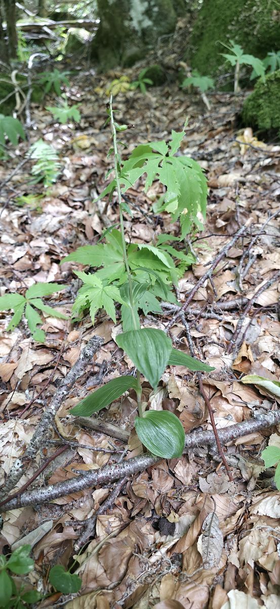 Epipactis sp.  - Michel Robin
