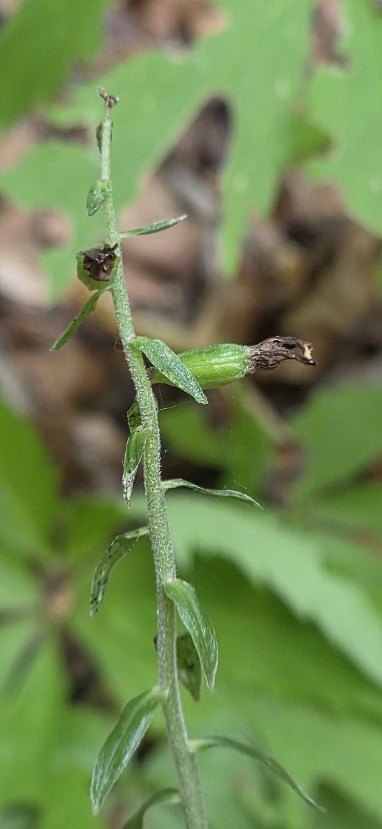 Epipactis sp.  - Michel Robin